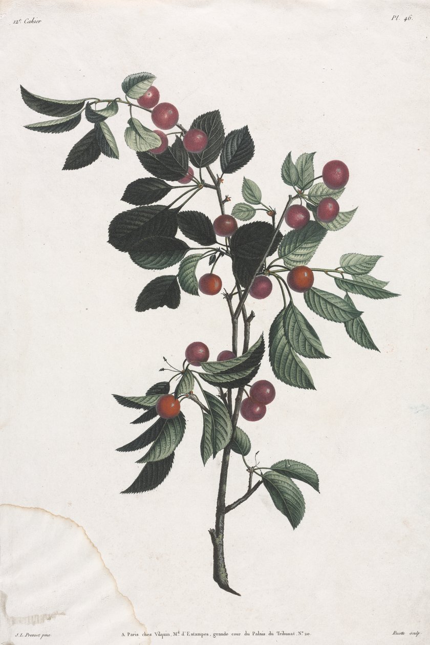 Collection des fleurs et des fruits : Branches de cerises précoces - Jean-Louis Prevost