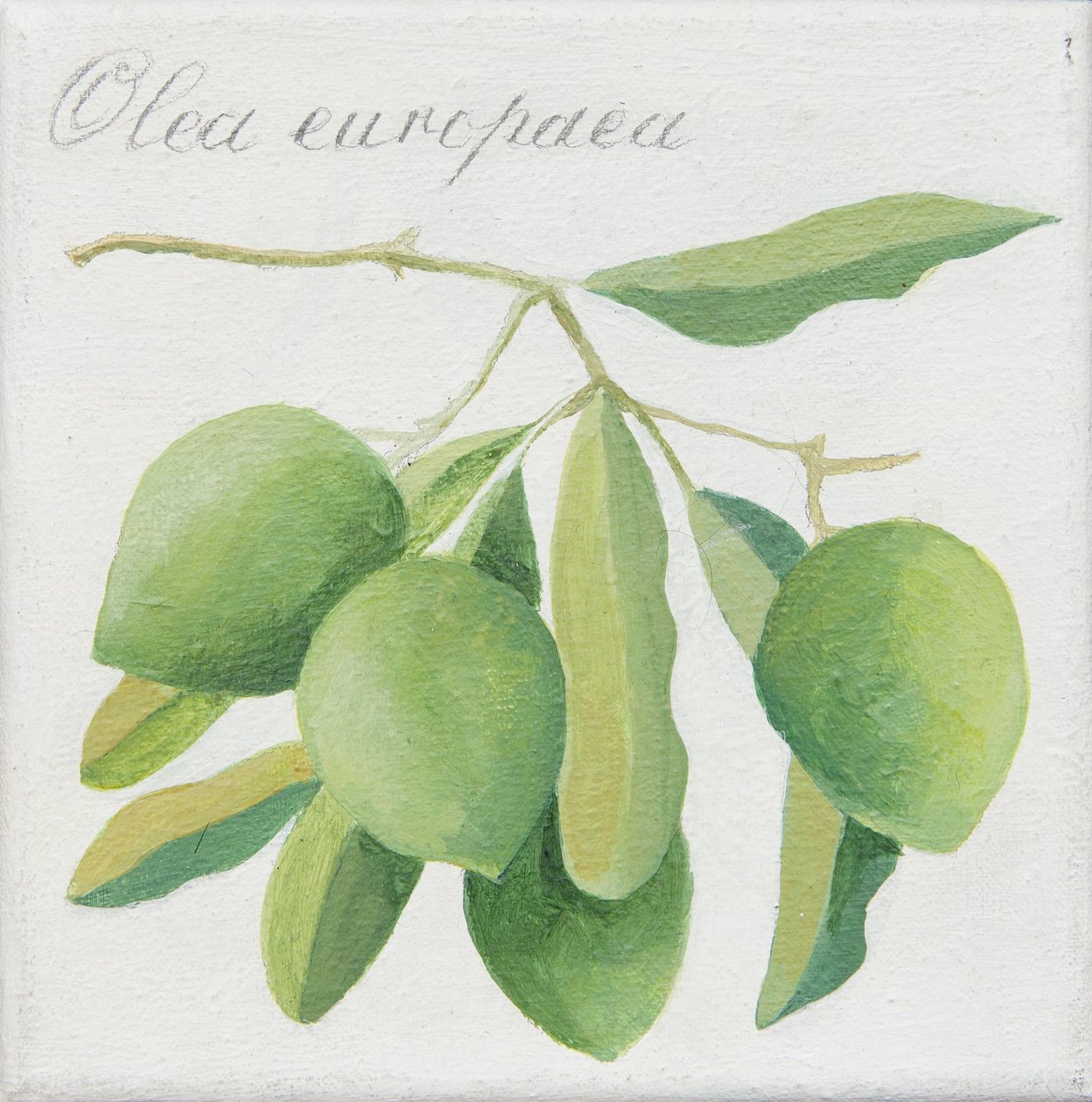 Olives vertes (acrylique) - Jennifer Abbott