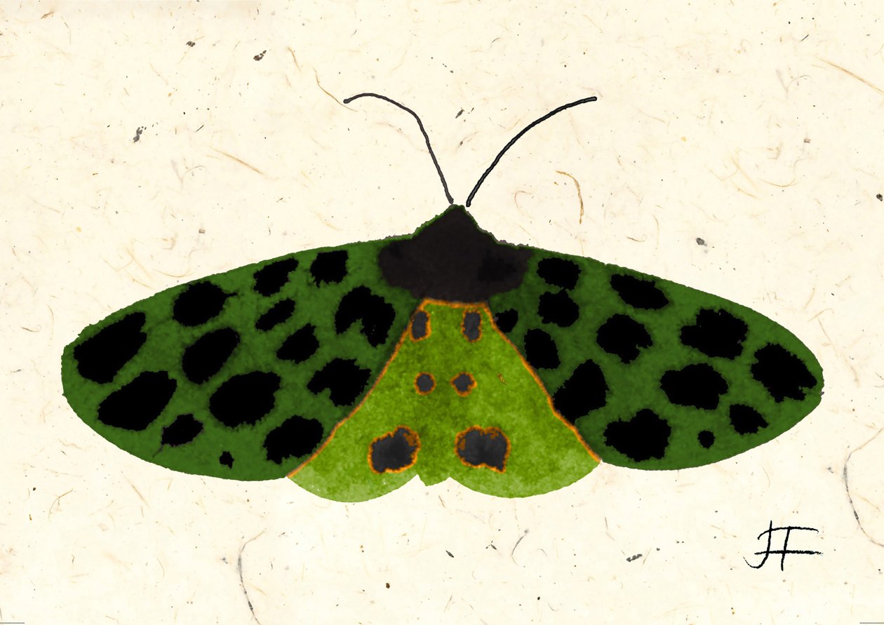 Tiger Moth, 2024 (aquarelle sur papier) - Jenny Frean