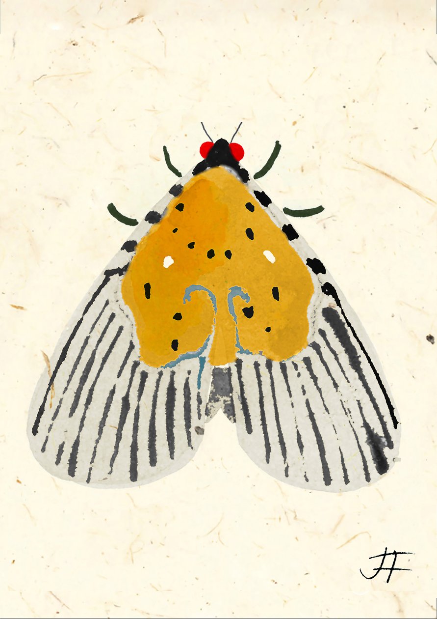 Phalène jaune, 2024 (aquarelle sur papier) - Jenny Frean