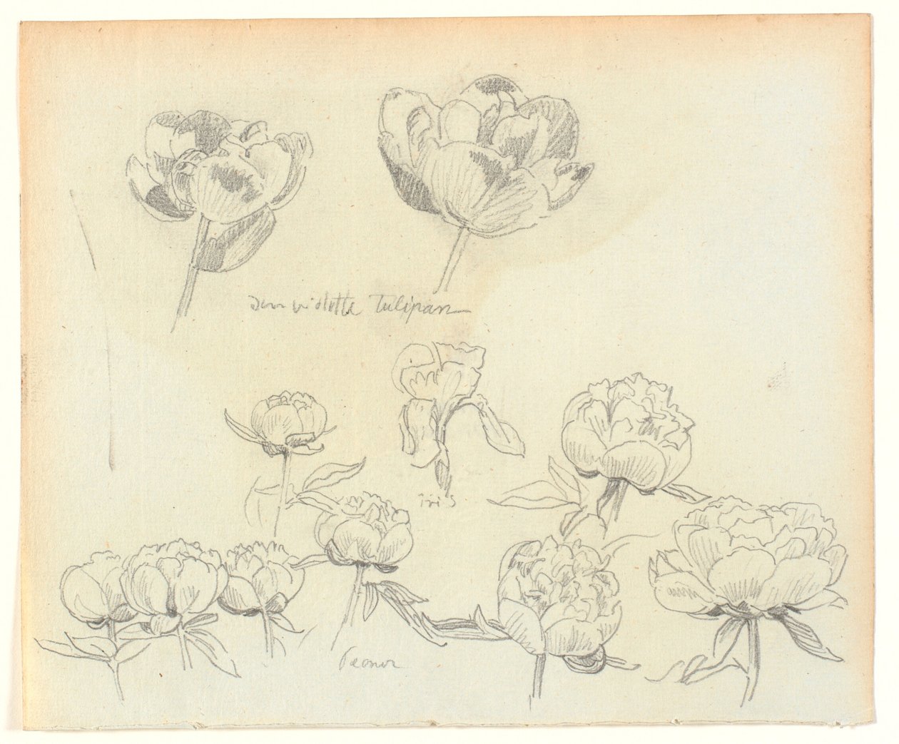 Études de fleurs - Joakim Frederik Skovgaard