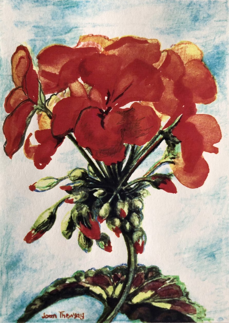Géranium - Joan Thewsey