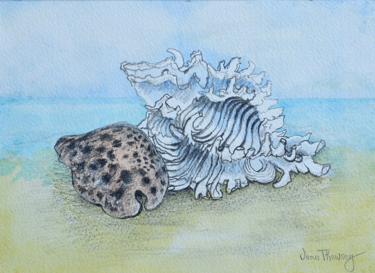 Deux coquillages - Joan Thewsey