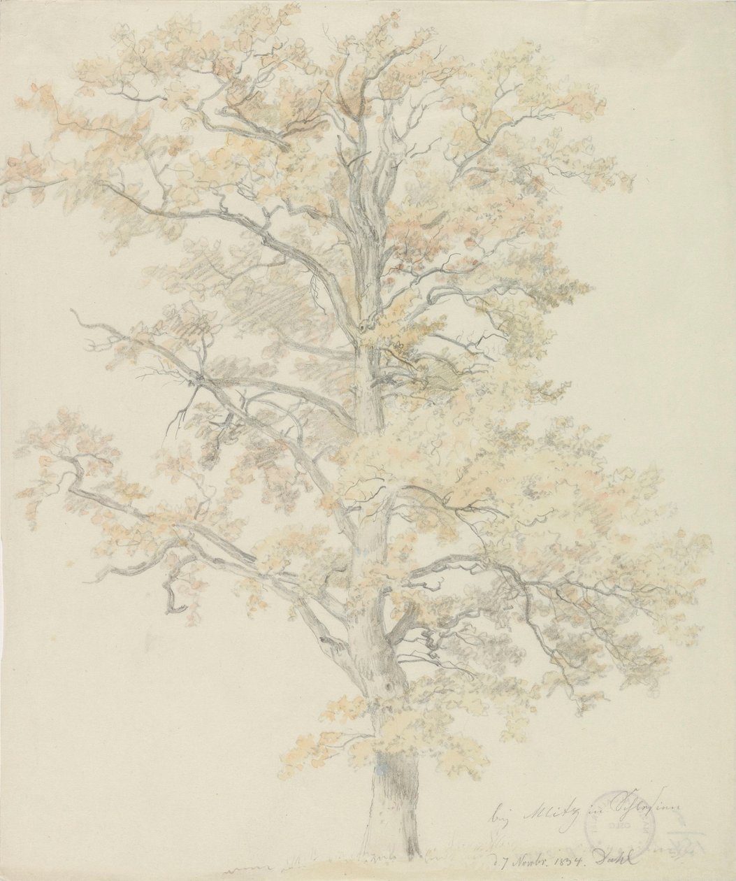 Chênes aux feuilles d