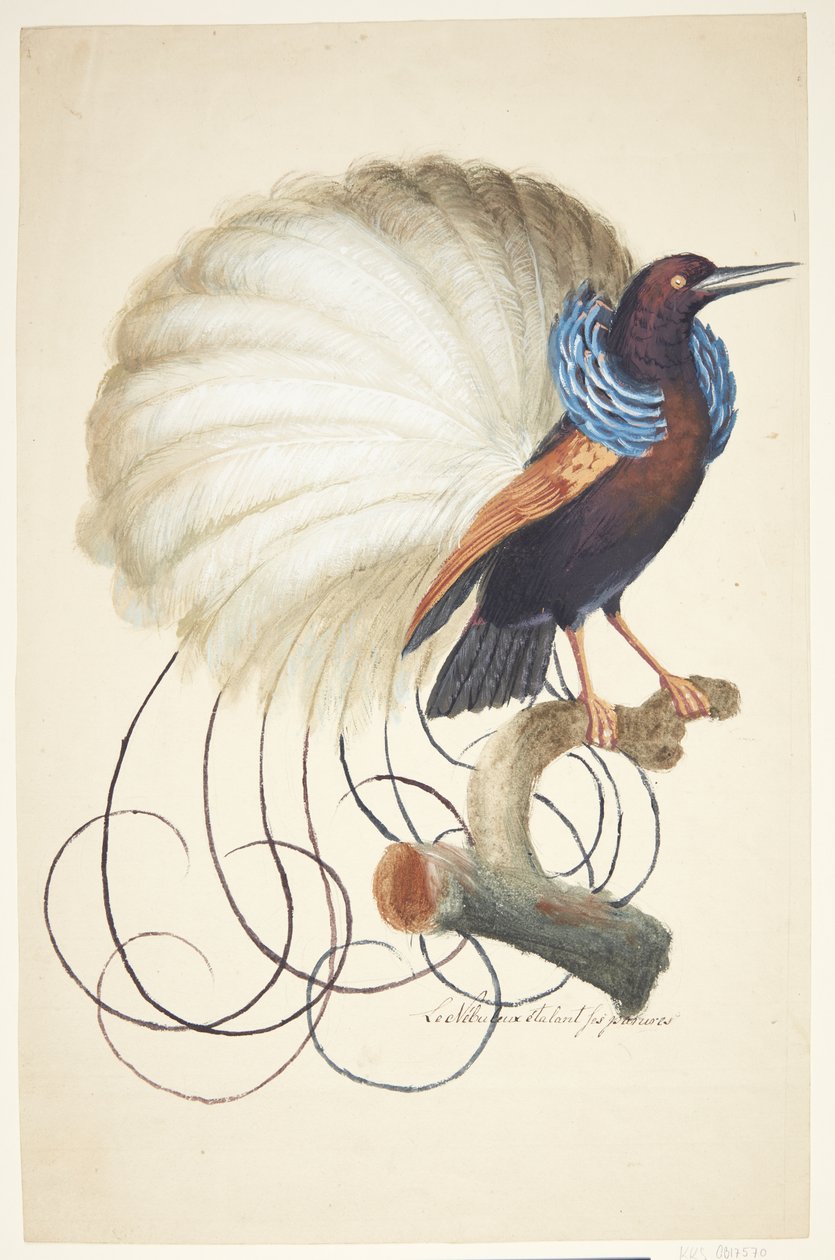 Oiseau exotique - Johan Christian Ernst Walter