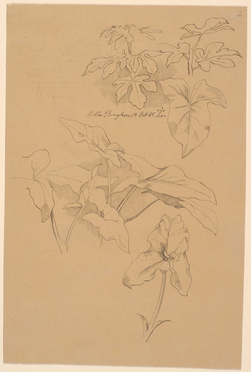 Études de feuilles, y compris une Kala. En haut : griffonnage au crayon d