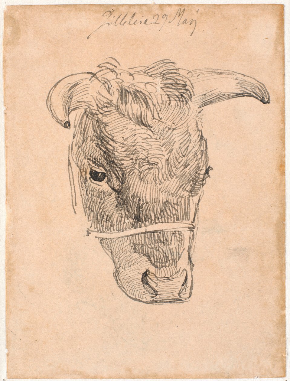 Tête de vache - Johan Thomas Lundbye