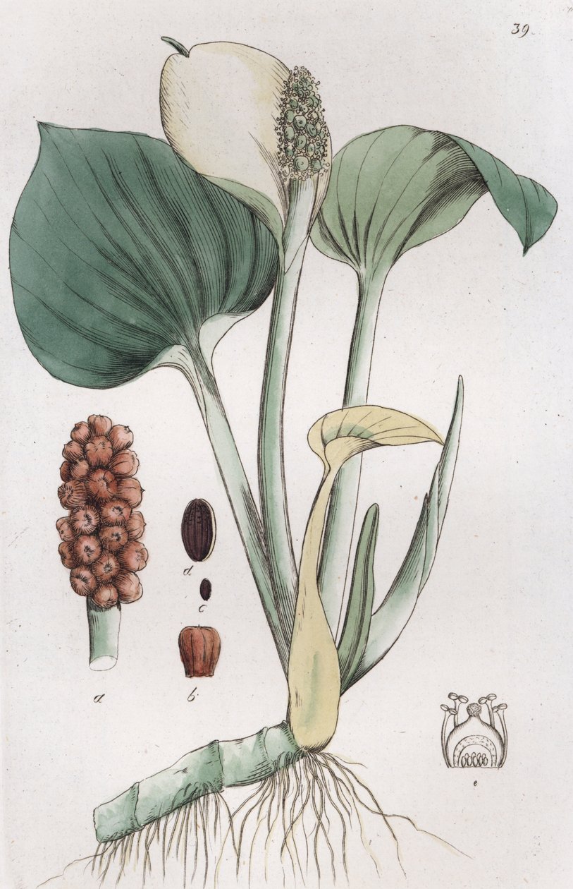 Arum des marais Calla palustris, 1804-1811 - Johan Wilhelm Palmstruch