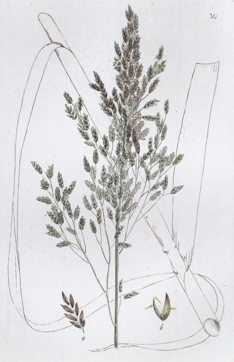 Roseau doux Poa aquatica, 1804-1811 - Johan Wilhelm Palmstruch