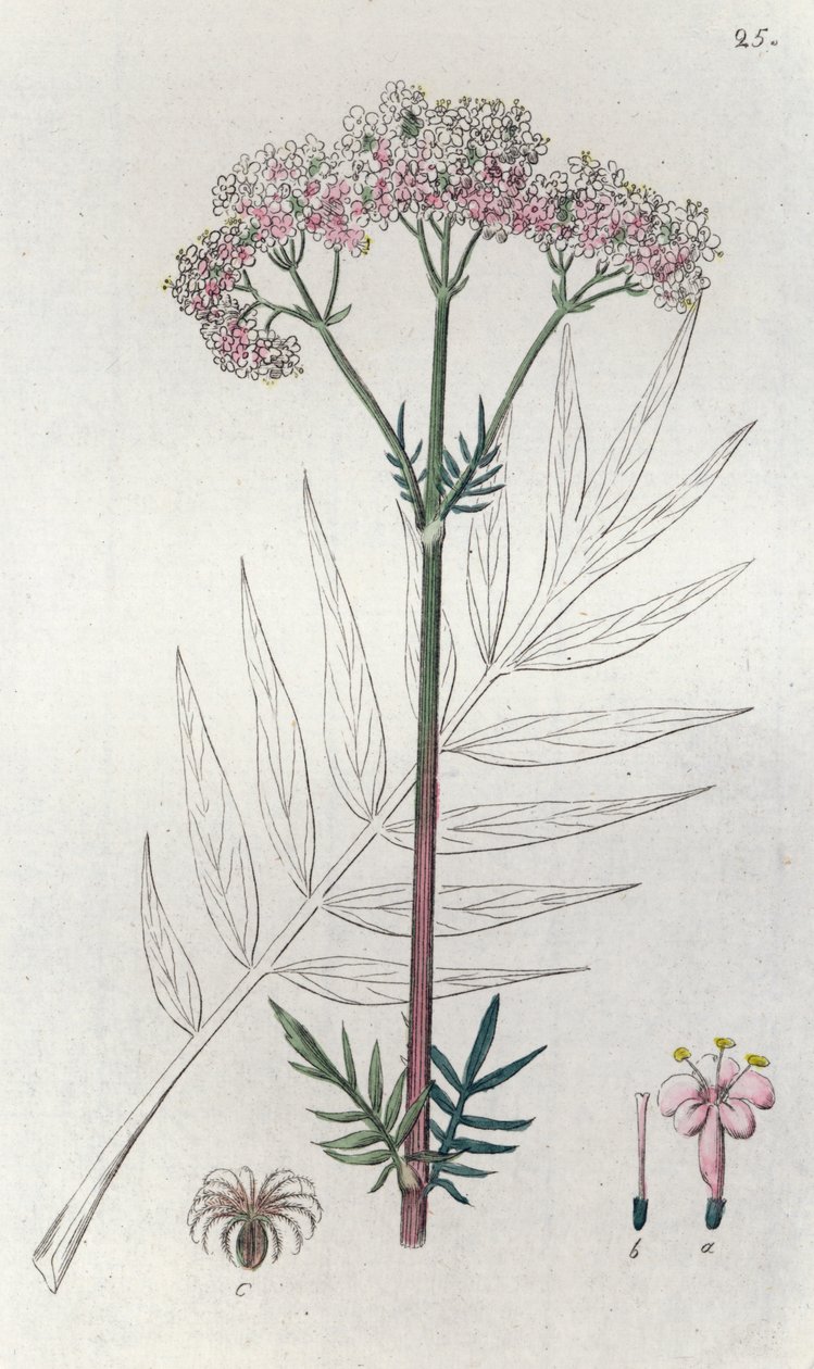 Valériane Valeriana officinalis - Johan Wilhelm Palmstruch