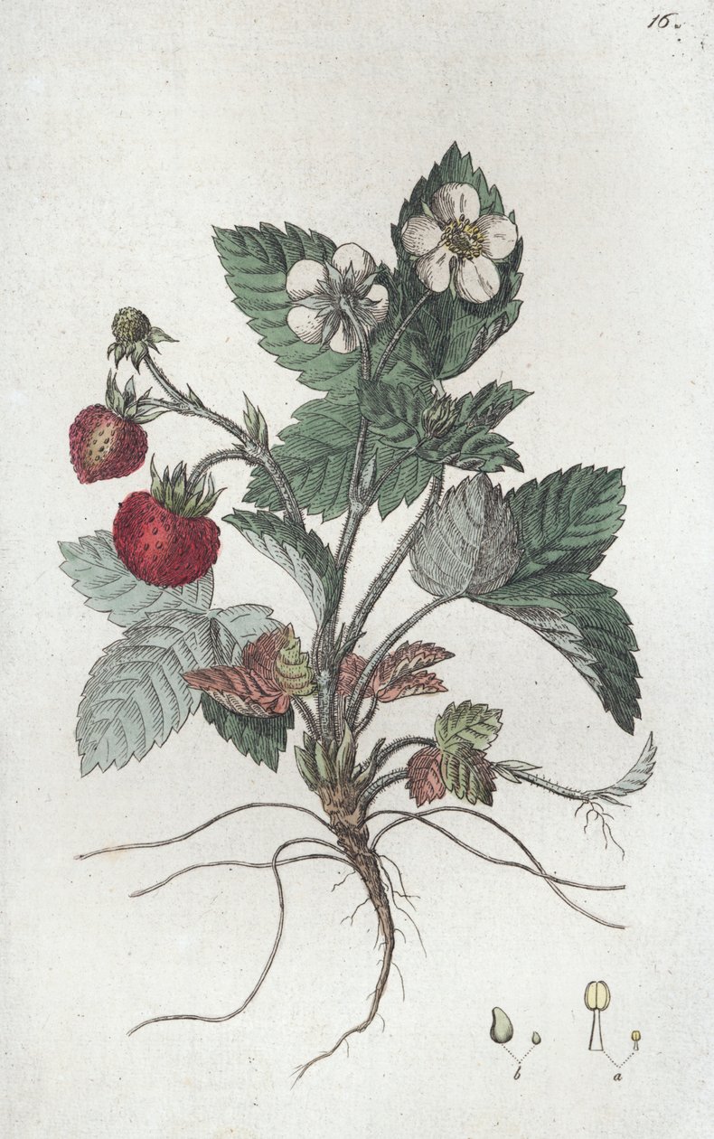Fraise des bois Fragaria vesca - Johan Wilhelm Palmstruch