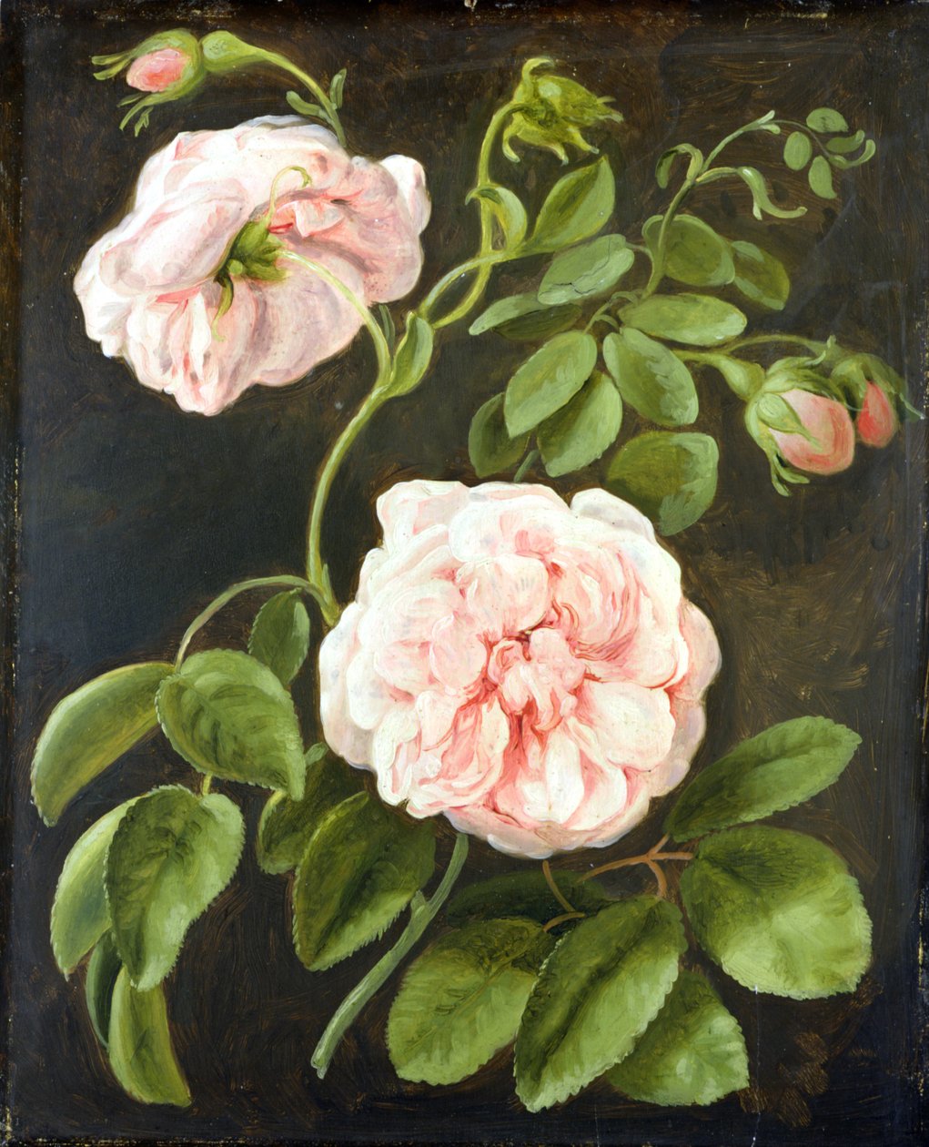 Étude de fleurs - Johann Friedrich August Tischbein
