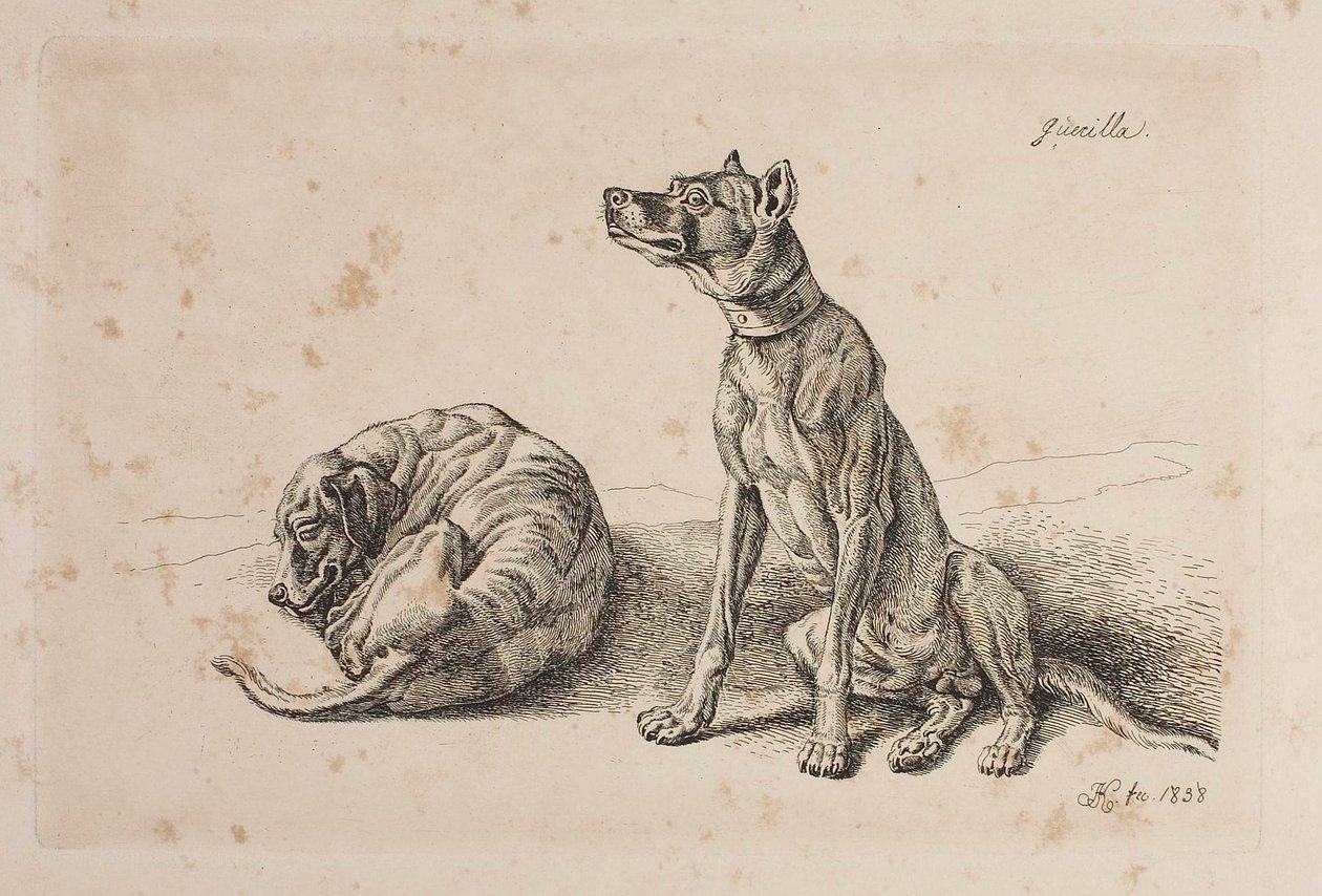 Guerilla, Deux chiens - Johann Adam Klein