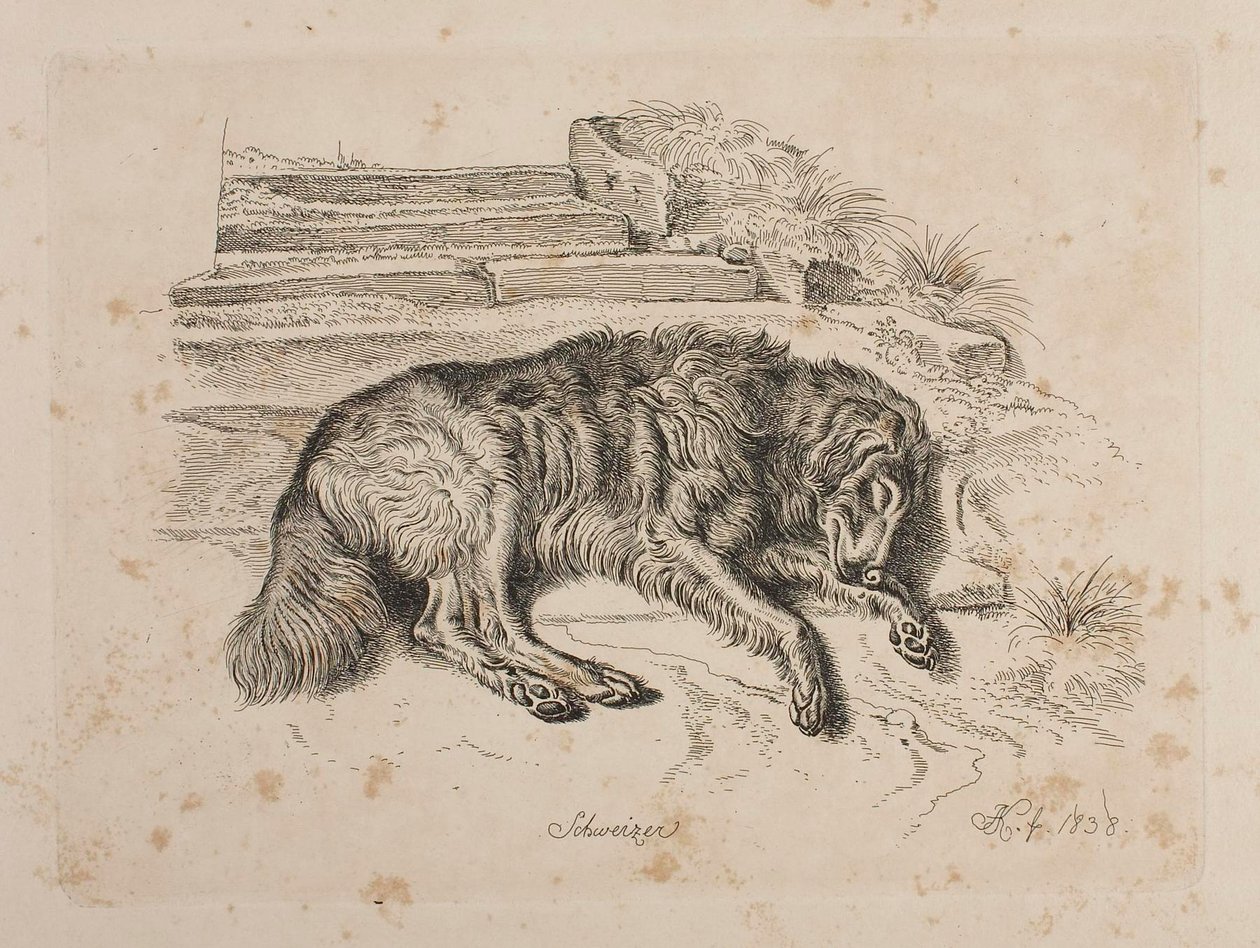 Schweizer, un chien - Johann Adam Klein