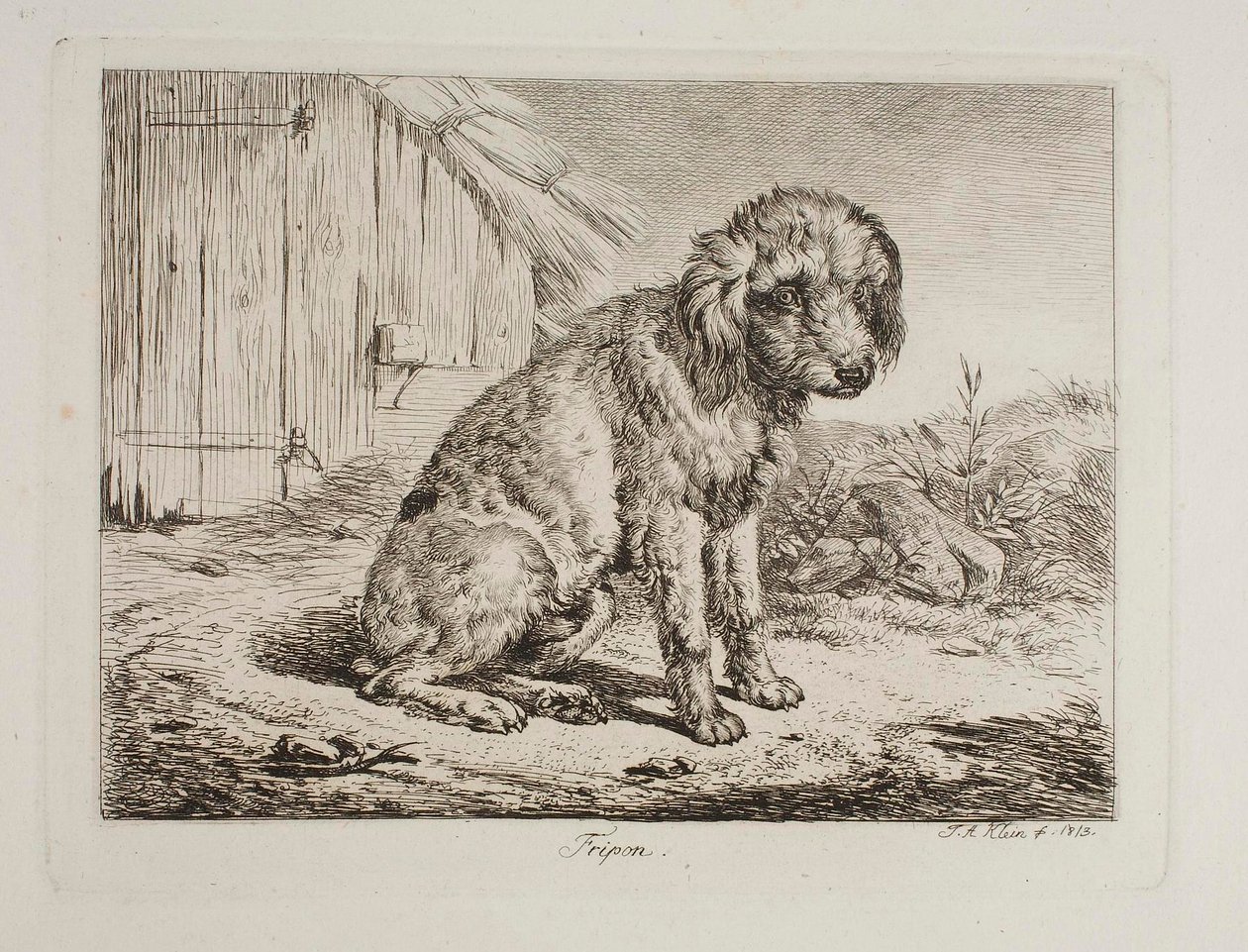 Le caniche Fripon - Johann Adam Klein