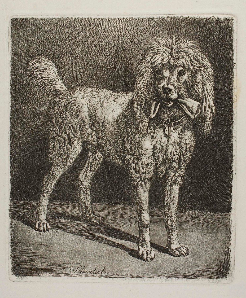 Le caniche Schwalerl - Johann Adam Klein