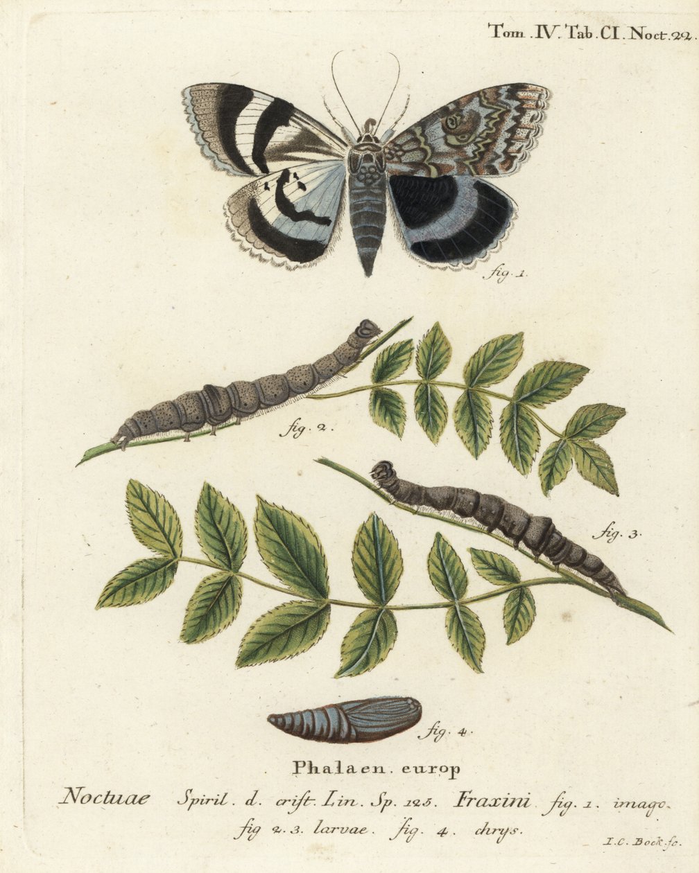 Catocala fraxini. Gravure sur cuivre coloriée à la main par Johann Carl Bock d