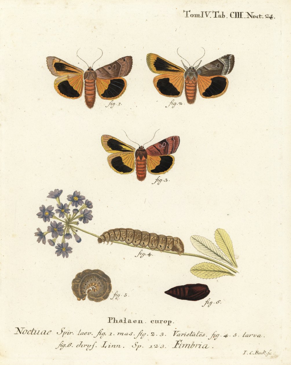Noctuelle à bordure jaune, Noctua fimbriata. Gravure sur cuivre coloriée à la main par Johann Carl Bock d