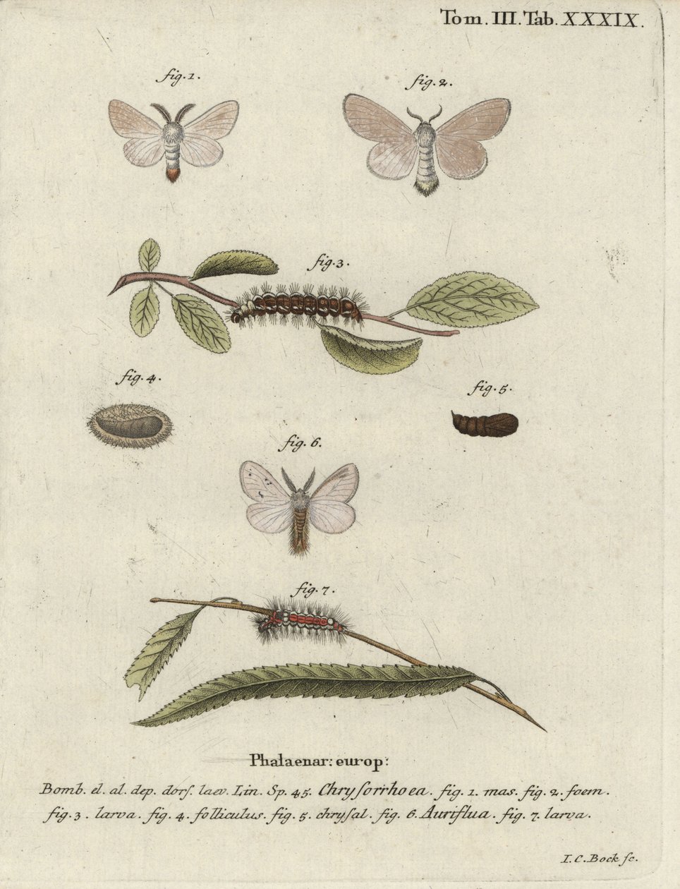 Phalène à queue brune, Euproctis chrysorrhoea - Johann Carl Bock