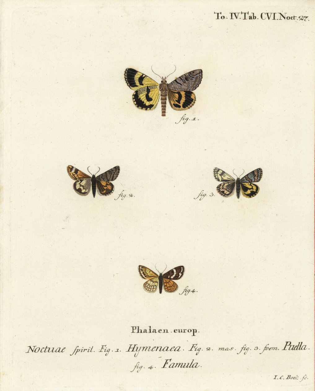 Catocala hymenaea 1, Amerila puella 2,3, et papillons Isturgia famula 4. Gravure à la main en cuivre par Johann Carl Bock d