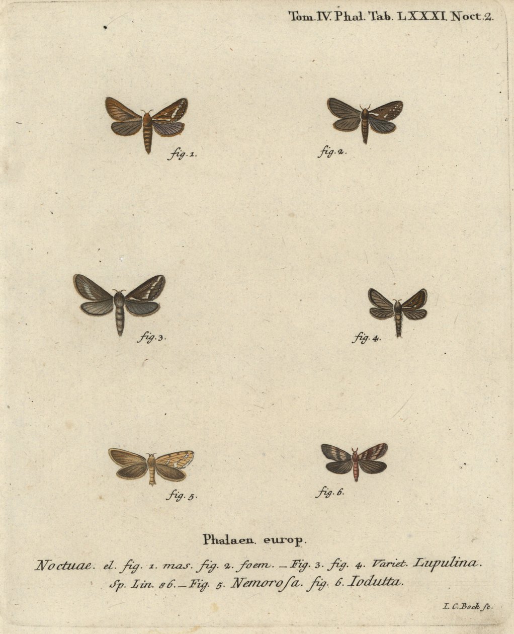 Papillon commun, Korscheltellus lupulina 1-4, papillon doré, Phymatopus hecta 5, et Pharmacis carna 6. Gravure à la main en cuivre par Johann Carl Bock d