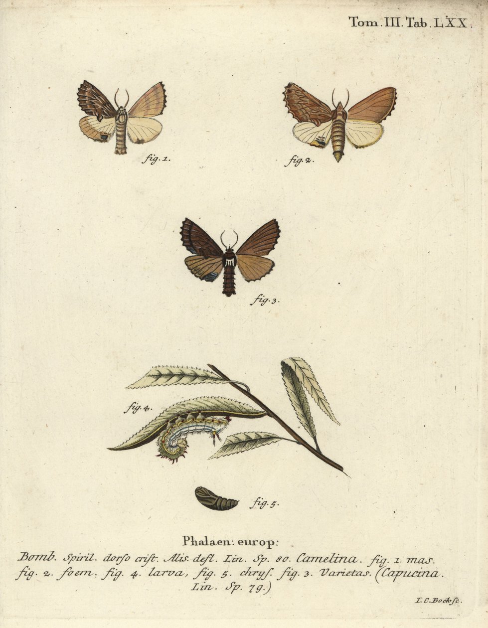 Ptilodon capucinus - Johann Carl Bock