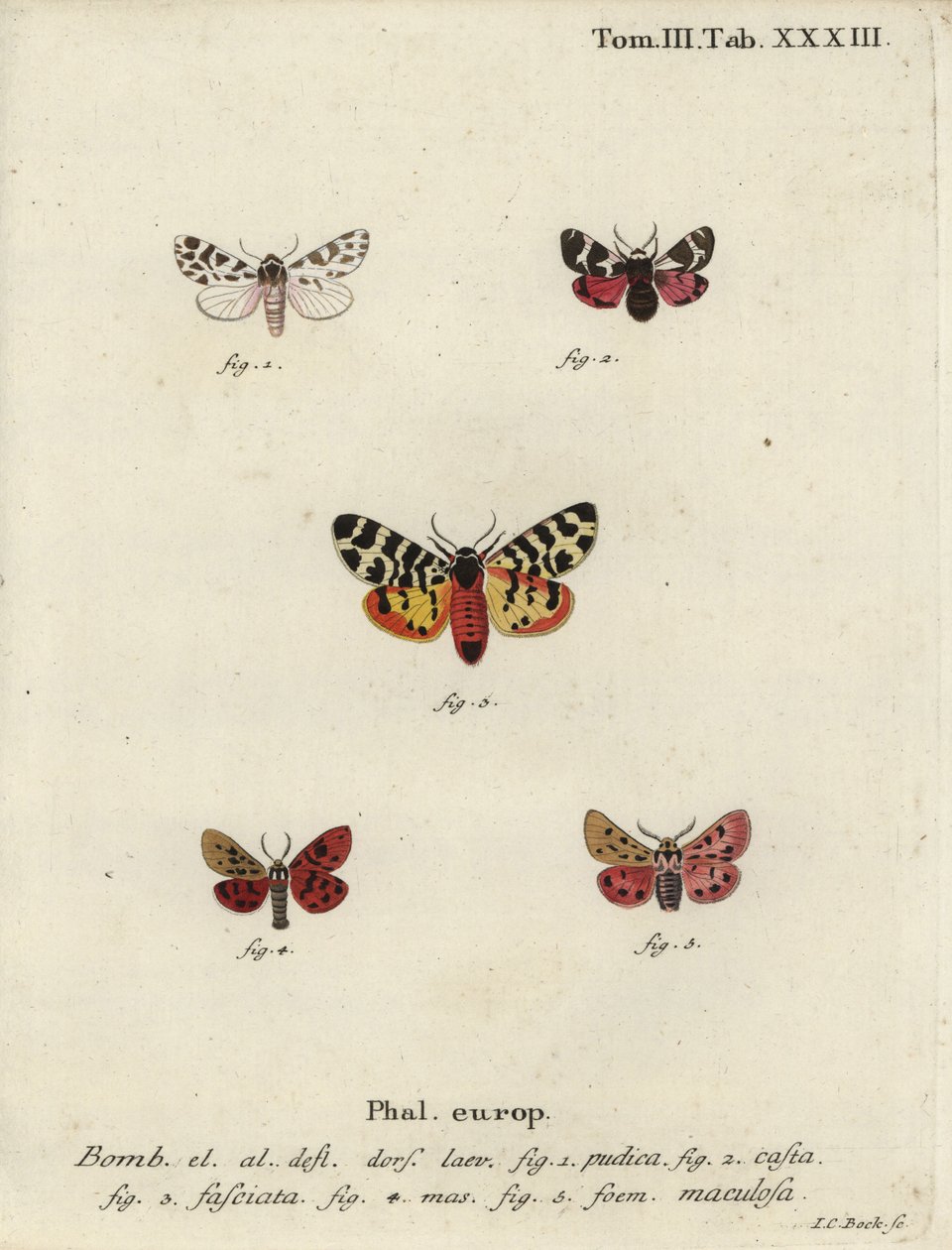 Phalènes chaperon discret et tigre - Johann Carl Bock