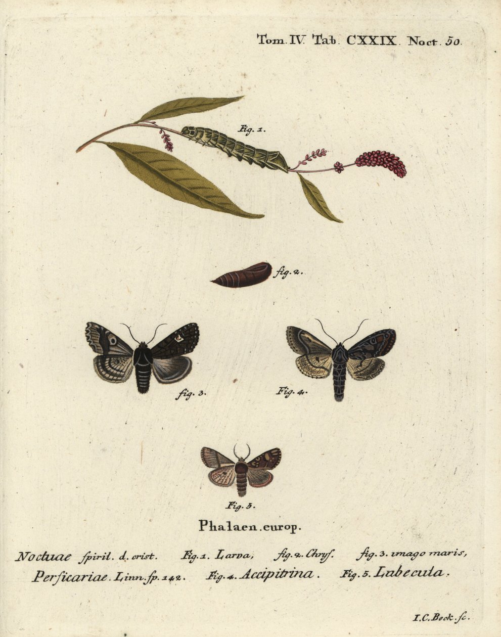 Dot, Melanchra persicariae 1-4, et Dryobota labecula 5. Gravure sur cuivre coloriée à la main par Johann Carl Bock d
