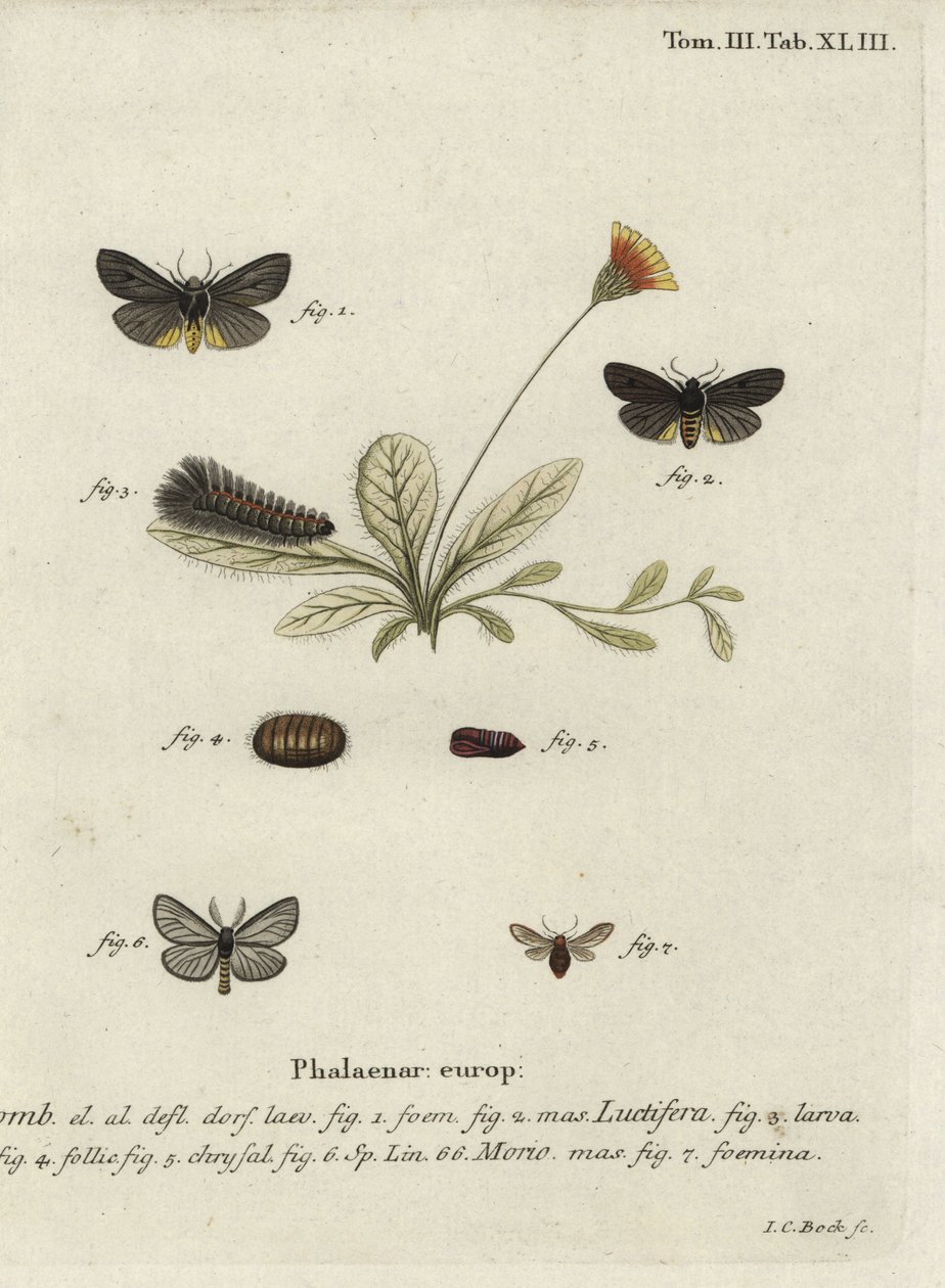 Epatolmis caesarea et Penthophera morio - Johann Carl Bock