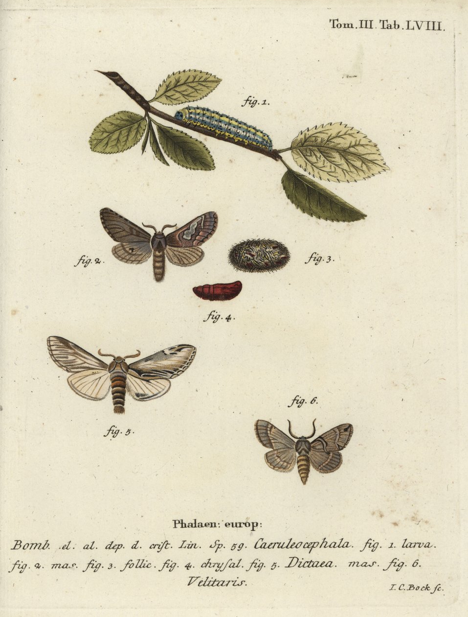 Papillon figure de huit, proéminent hirondelle et Drymonia velitaris - Johann Carl Bock
