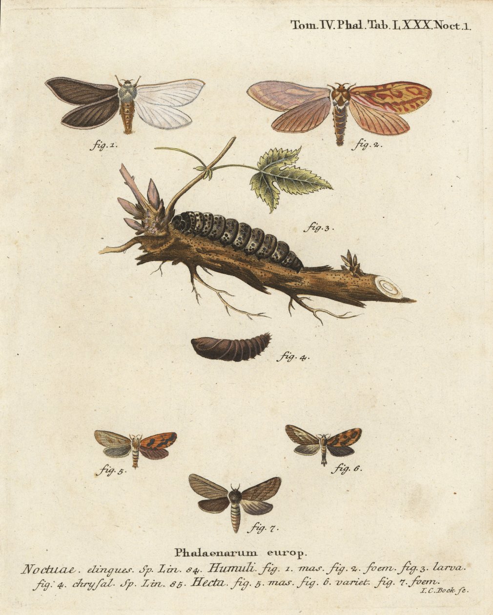 Ghost moth, Hepialus humuli 1-4, et gold swift, Phymatopus hecta 5-7. Gravure sur cuivre coloriée à la main par Johann Carl Bock d