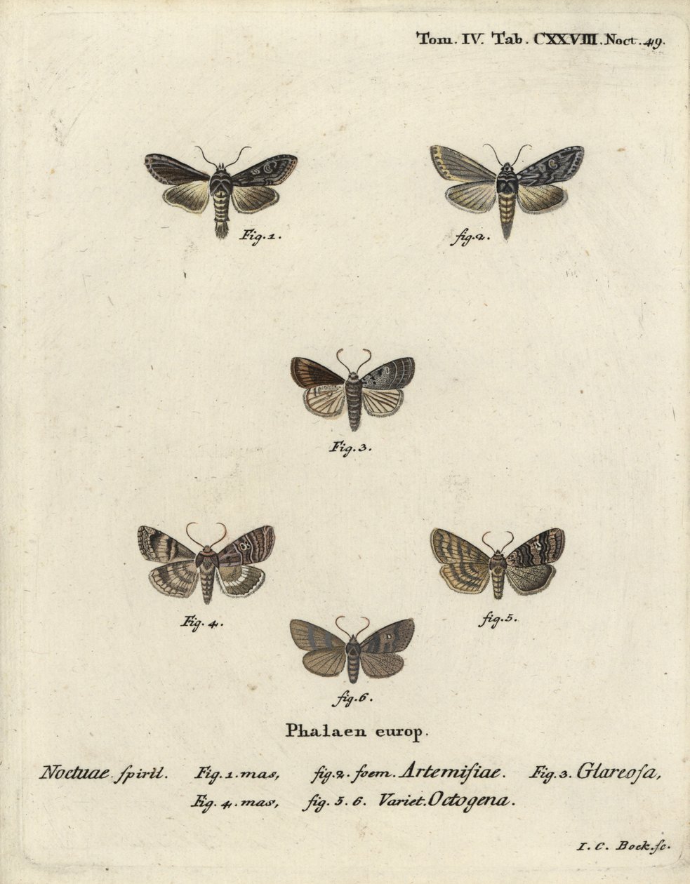 Requin vert argenté, Cucullia argentea 1,2, rustique automnal, Eugnorisma glareosa 4, figure de quatre-vingts, Tethea ocularis 4-6. Gravure sur cuivre colorée à la main par Johann Carl Bock d