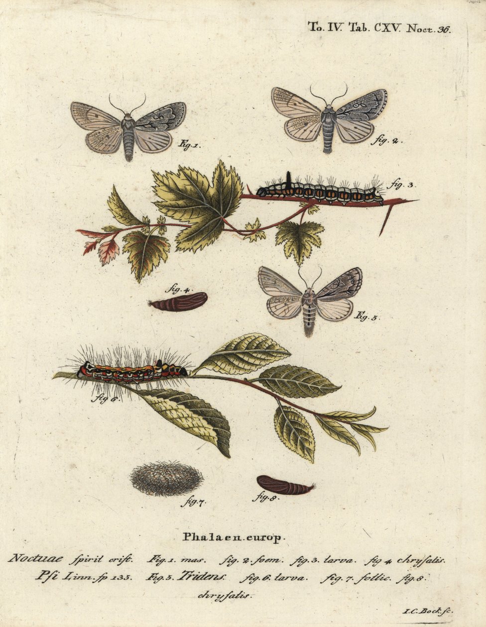Acronicta psi 1-4, et Acronicta tridens 5-8. Gravure sur cuivre coloriée à la main par Johann Carl Bock d