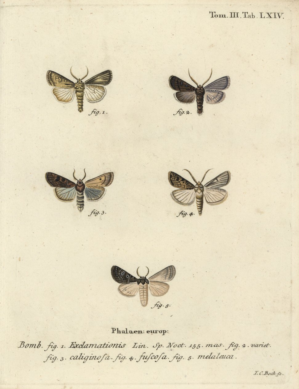 Phalène cœur et flèche, phalène navet et nuage d