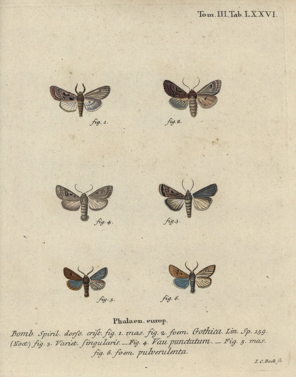 Caractère hébreu, châtaigne noire, petit phalène quaker, etc. - Johann Carl Bock