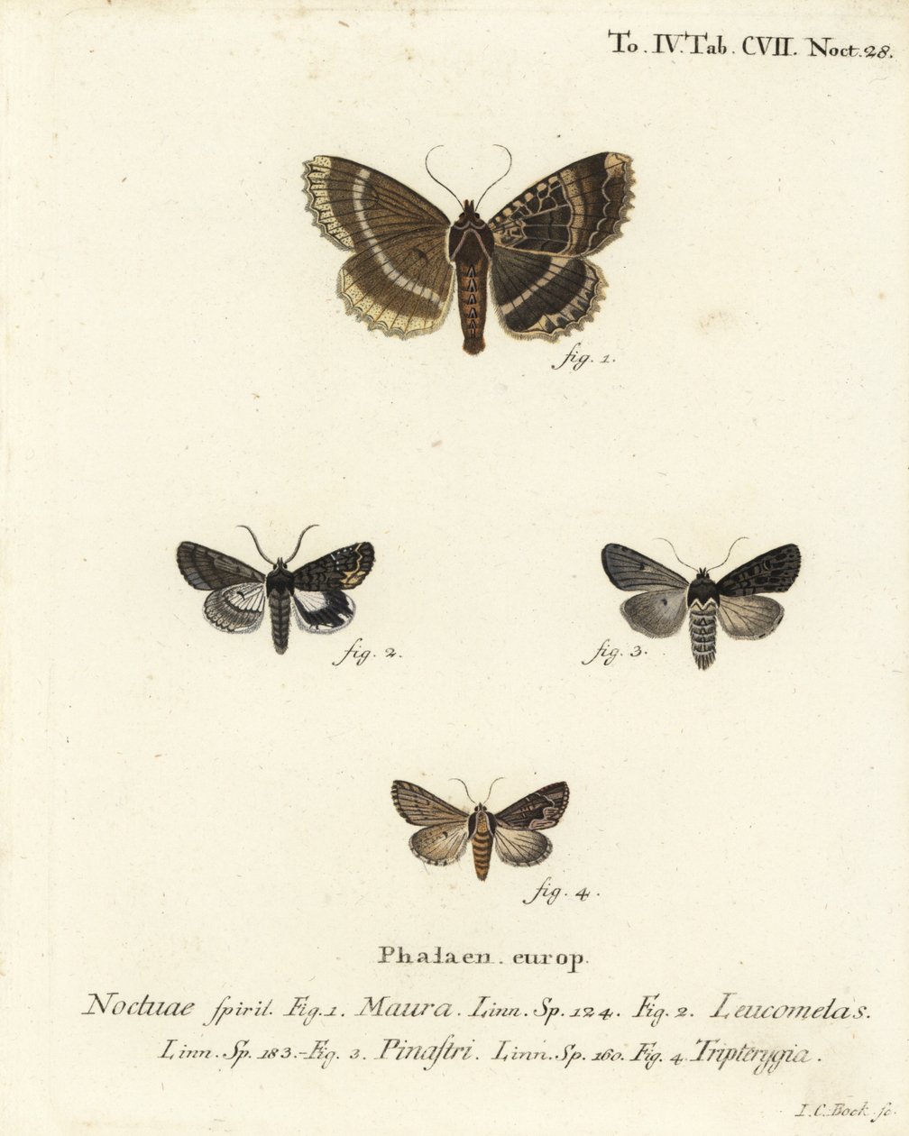 Mormo maura, Aedia leucomelas, Dypterygia scabriuscula. Gravure sur cuivre coloriée à la main par Johann Carl Bock d