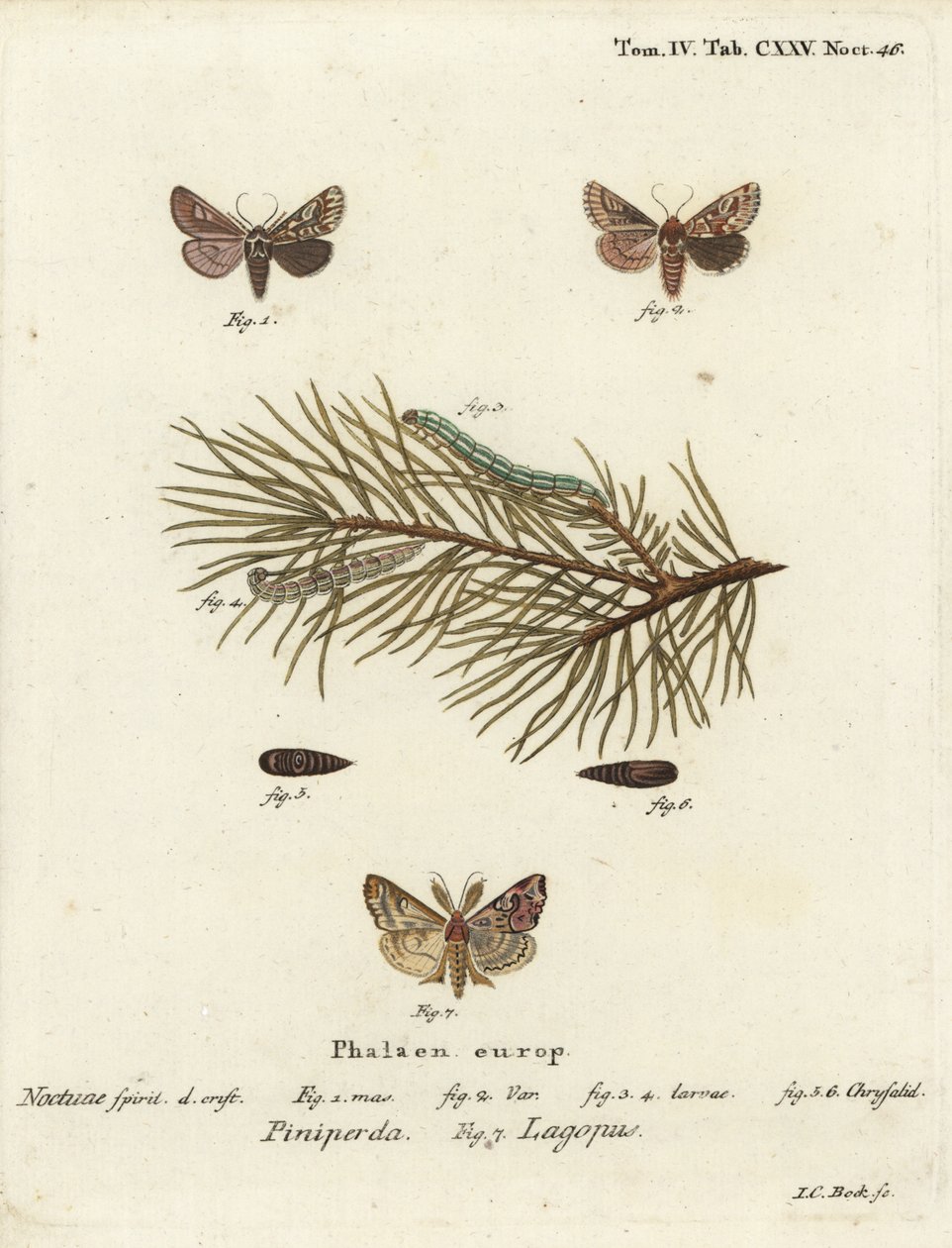 Panolis flammea, Callopistria juventina. Gravure sur cuivre coloriée à la main par Johann Carl Bock d