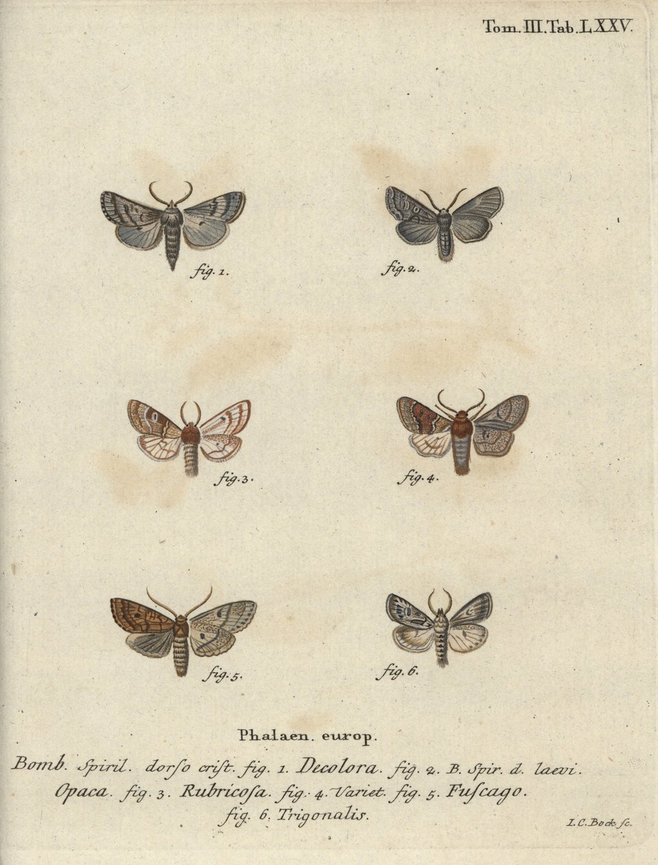 Poudré, châtaigne rouge, papillon brique, etc. - Johann Carl Bock
