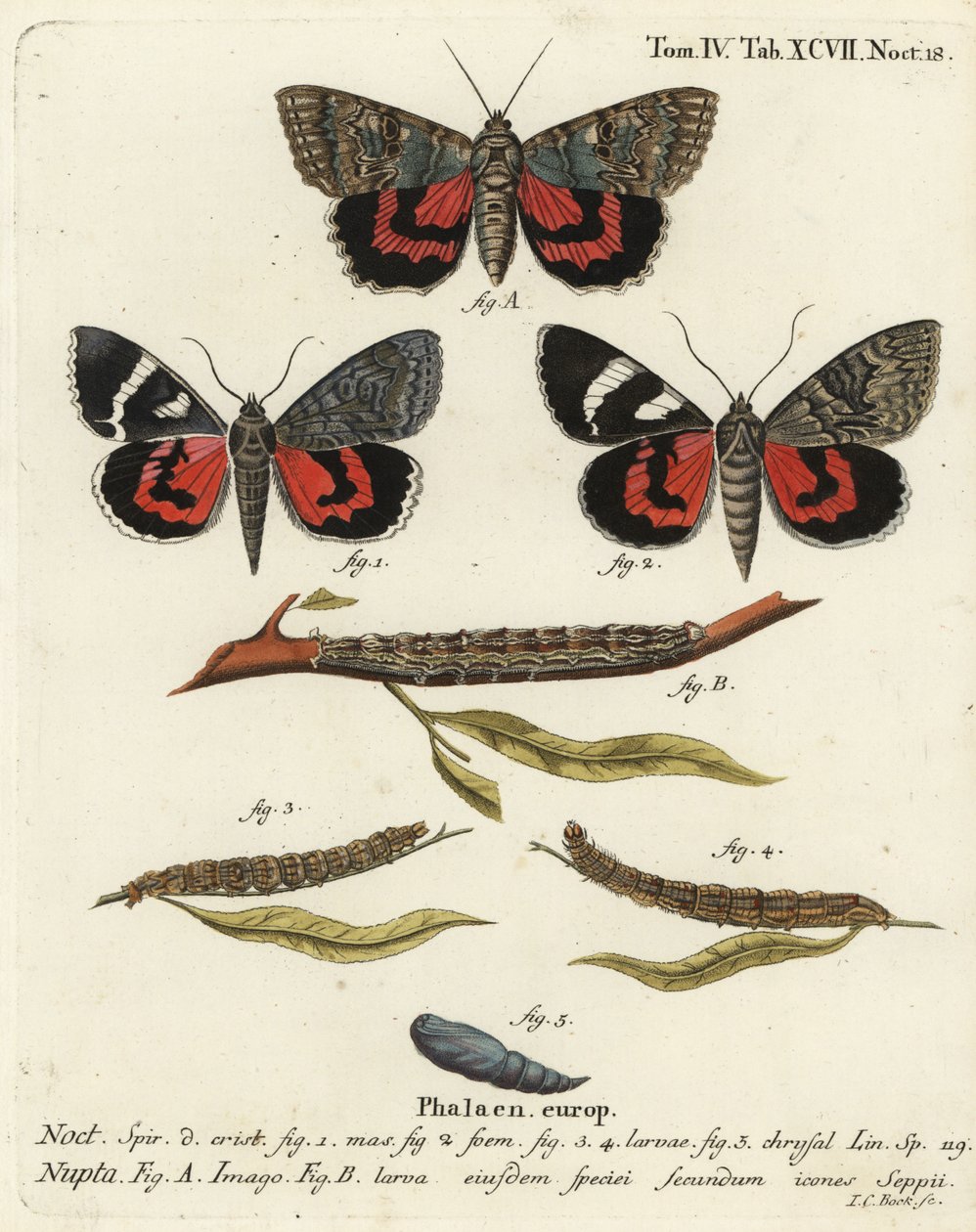 Catocala nupta. Gravure sur cuivre coloriée à la main par Johann Carl Bock d