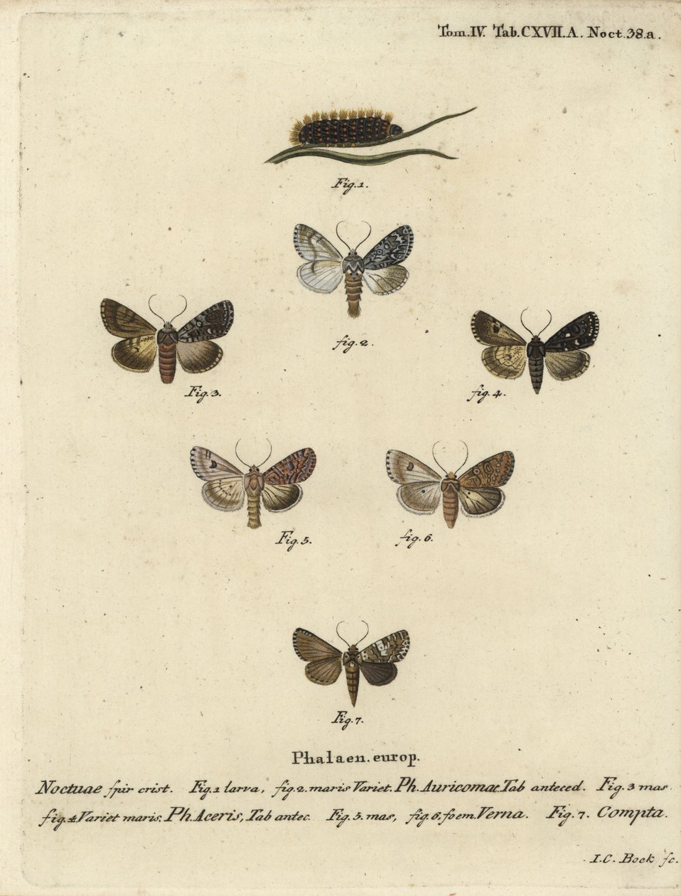 Dague rare, Acronicta auricoma 1-3, papillon sycomore, Acronicta aceris, papillon muscade 4,5, Hadula trifolii 6 et couronne variée, Hadena compta 7. Gravure sur cuivre colorée à la main par Johann Carl Bock d