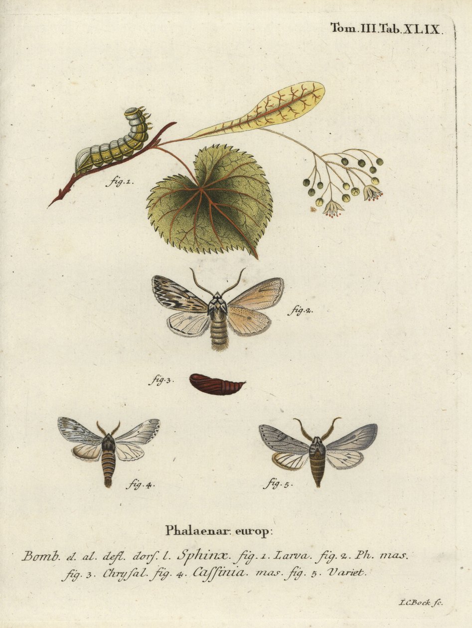 Papillon Sprawler, Asteroscopus sphinx - Johann Carl Bock