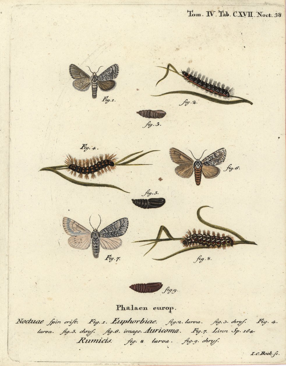 Papillon de la myrtille, Acronicta euphorbiae 1-5, dague rare, Acronicta auricoma 6, et papillon de l