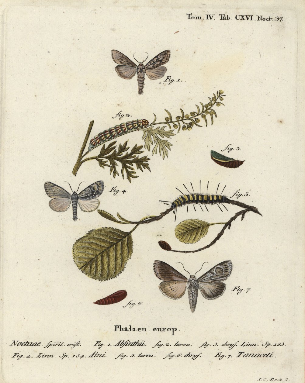 Papillon de l