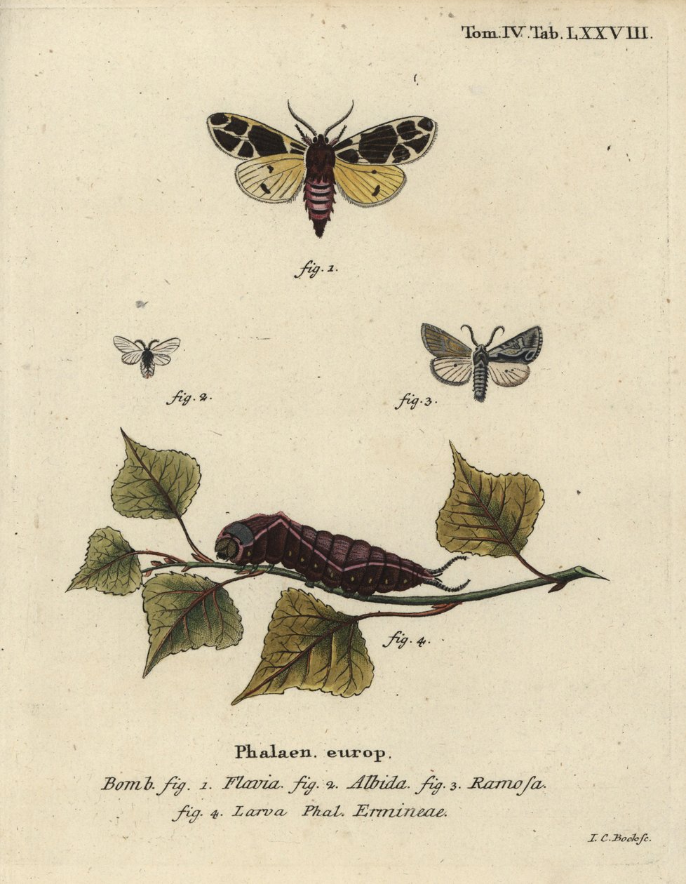 Papillon tigre jaune, larve d