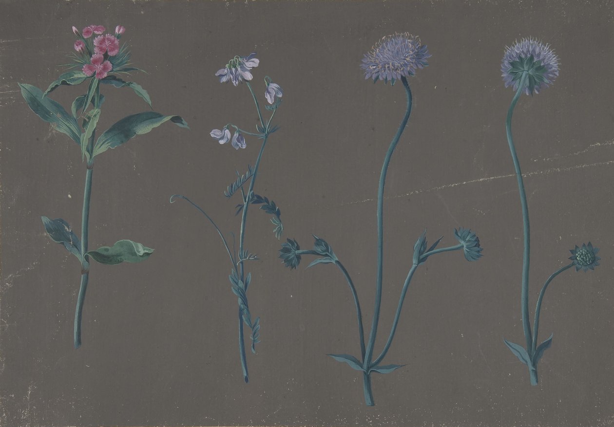 Étude de trois fleurs, 1781 - Johann Christian August Birnbaum