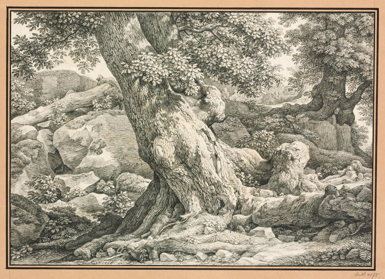 Étude sur les arbres poussant sur un terrain rocheux - Johann Christian Reinhart