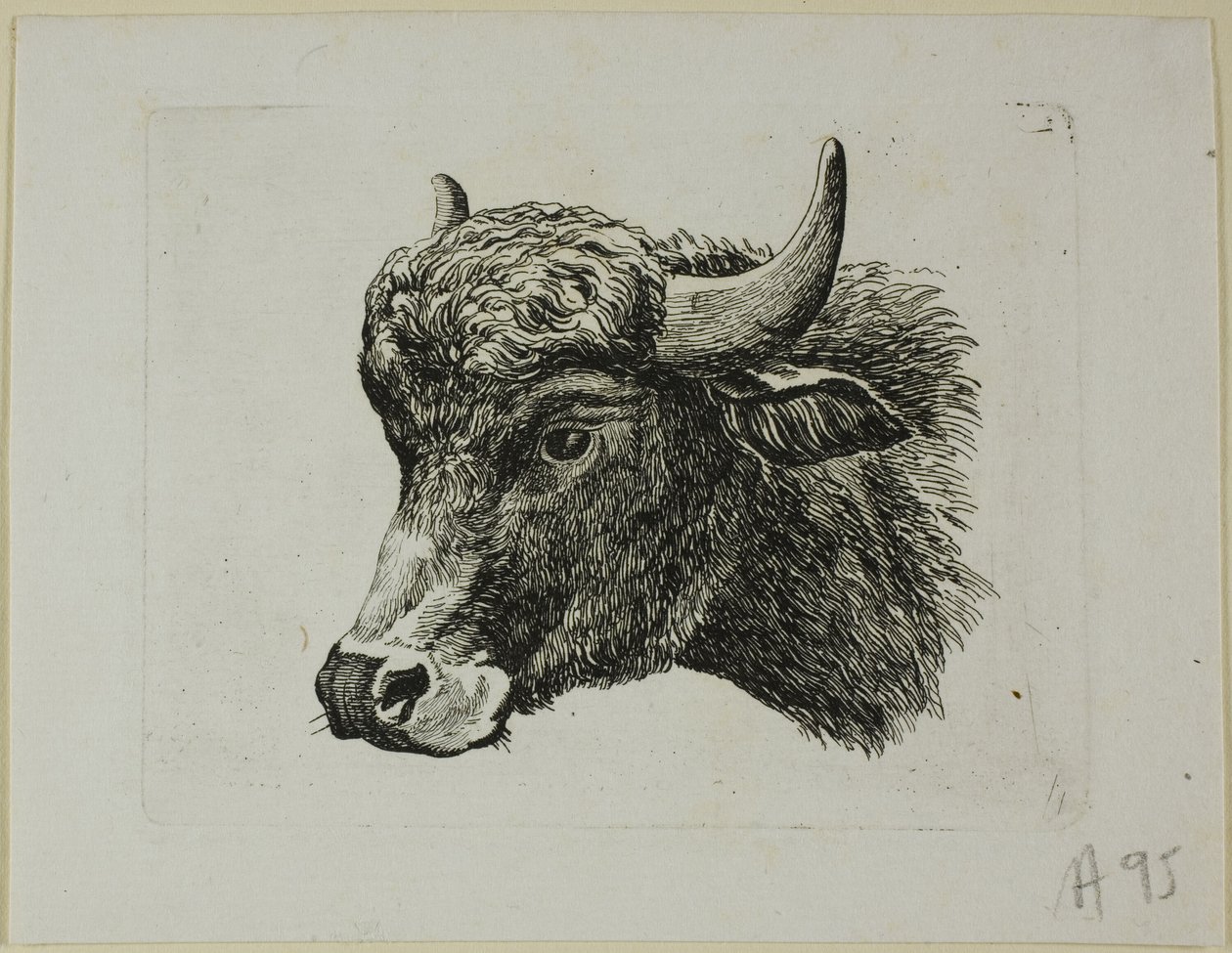 Tête de buffle tournée vers la gauche, de Die Zweite Thierfolge - Johann Christian Reinhart