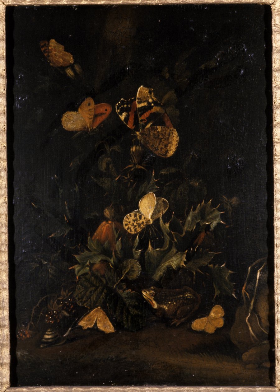Fleurs avec papillons et crapaud - Johann Christian Thomas Winck