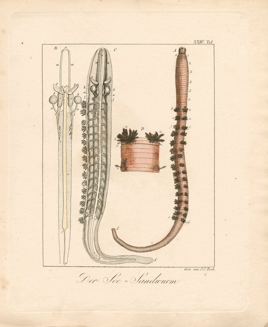  - Johann Christoph Bock