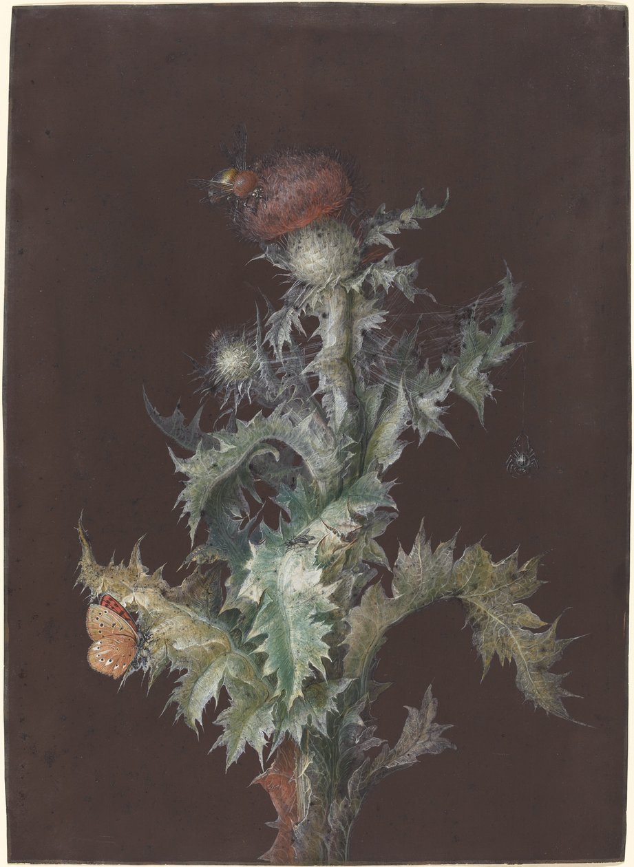 Chardon avec insectes, vers 1755 - Johann Christoph Dietzsch
